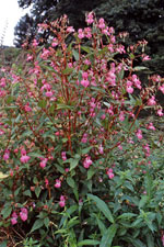 Love walks in the Peak District? Your help is needed to get rid of the damaging Himalayan Balsam Plant