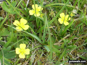 Tormentil (Potentilla Erecta)