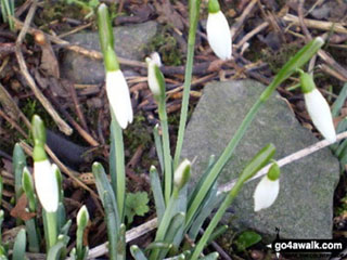 Snowdrops