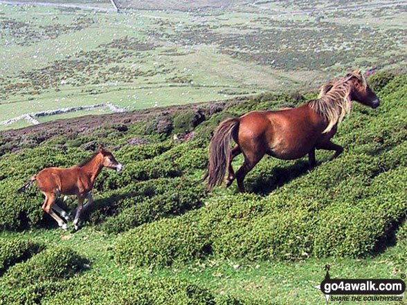 Walk gw193 Foel Fras from Bont Newydd - Wild horse with a young foal on Yr Orsedd