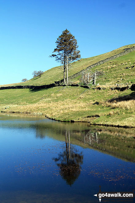 Lone tree beside the small lake on the Dales way south west of School Knott