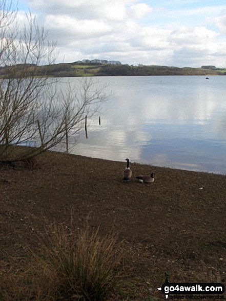 Walk d106 A Circuit of Carsington Water - Canada Geese at Carsington Water