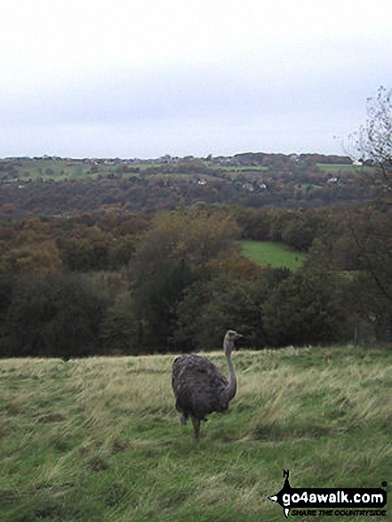 Ostrich Farm nr Tarden