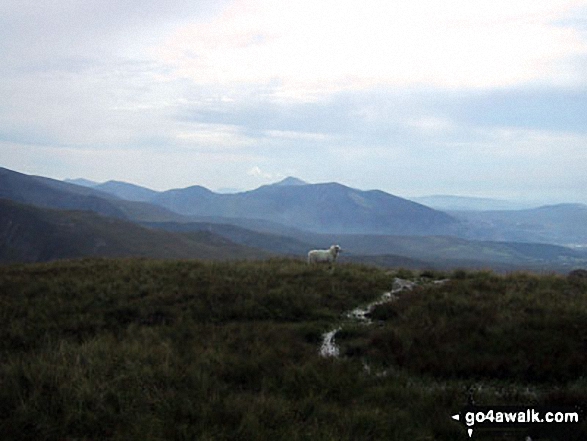 Mynydd Perfedd Photo by Alun Lawrence