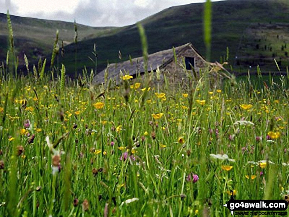 Walk d108 Edale Moor (Kinder Scout) and Crookstone Knoll (Kinder Scout) from Edale - Field of wild flowers after Kinder Scout, towards Edale