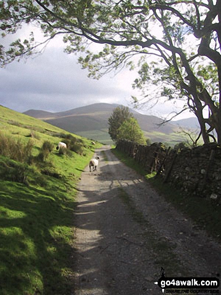 Walk c163 Great Sca Fell from Over Water - Skiddaw from Orthwaite