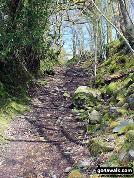 Walk c217 Dunnerdale Fell, Great Stickle, Stickle Pike, Raven's Crag and The Knott from Broughton Mills - The path between Green Bank Farm and Scrithwaite Farm