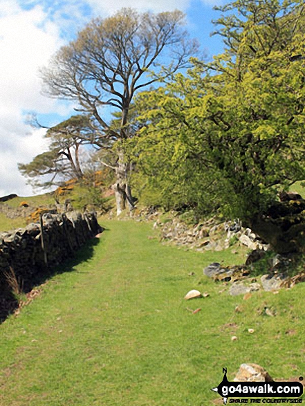 Walk c217 Dunnerdale Fell, Great Stickle, Stickle Pike, Raven's Crag and The Knott from Broughton Mills - The path across The Nursery