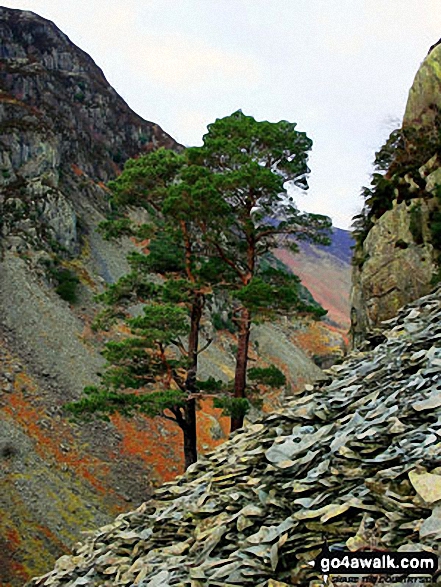 A pair of Scots Pines amongst the old quarry workings on the side of Castle Crag