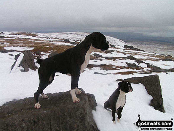 My Companions Bruce & Martha on Great Whernside in The Yorkshire Dales North Yorkshire England