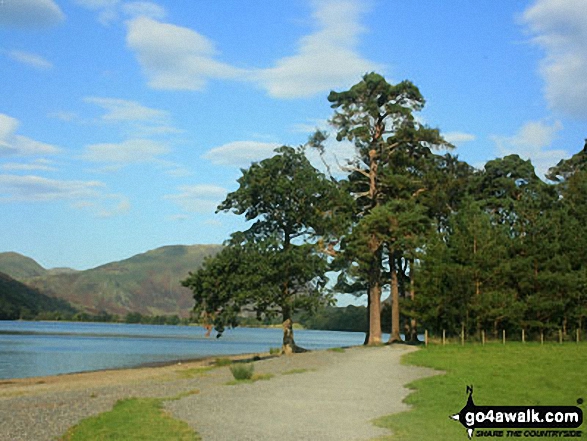 Walk c263 The High Stile Ridge from Buttermere - The Edge of Crag Wood at Buttermere's South Eastern shore