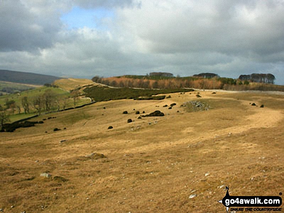 Knipescar Common