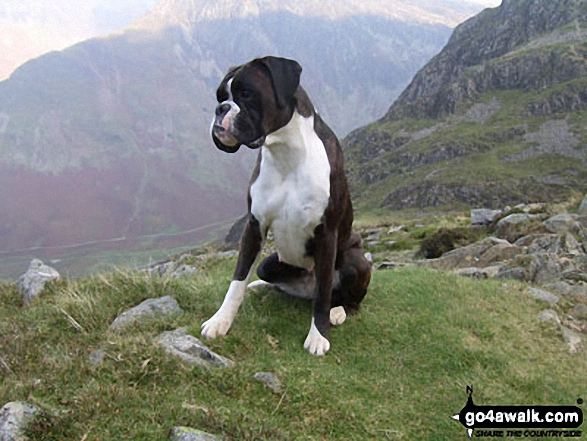 Martha on Seat in The Lake District Cumbria England