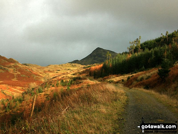 Walk c217 Dunnerdale Fell, Great Stickle, Stickle Pike, Raven's Crag and The Knott from Broughton Mills - White Pike at the head of the forest path adjacent to the River Lickle