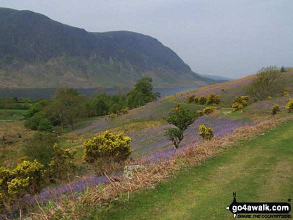 Looking across the bluebells and Crummock Water towards Mellbreak from Rannerdale Knotts