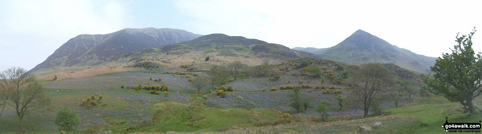 Bluebells with Grasmoor, Las Hows and Whiteless Pike from Rannerdale