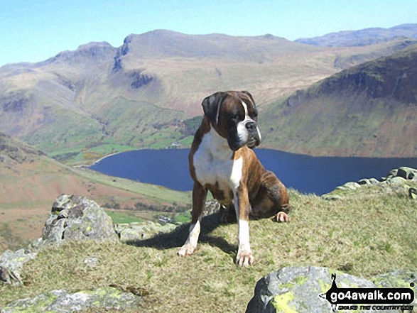 Hester on Middle Fell in The Lake District Cumbria England