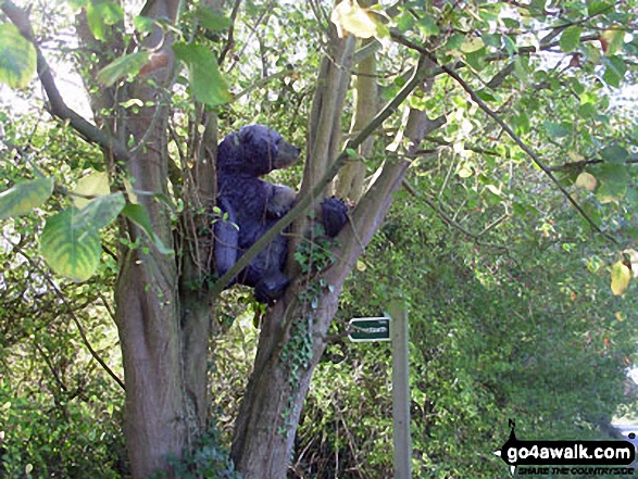 Bear in a tree near Wattisham