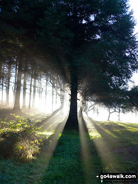 Low sun in Macclesfield Forest