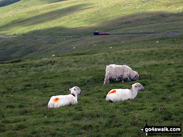 Walk gw140 Snowdon via The Rhyd-Ddu Path - Sheep on Snowdon (Yr Wyddfa) with the Snowdon Mountain Railway beyond