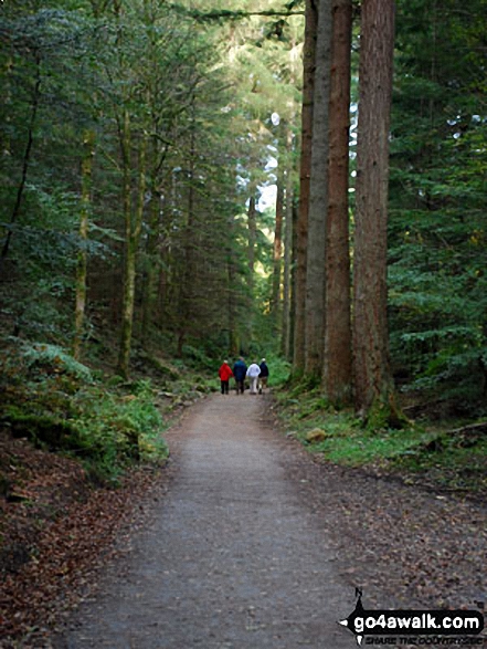 In the woods near Ossian Hall, near Dunkeld