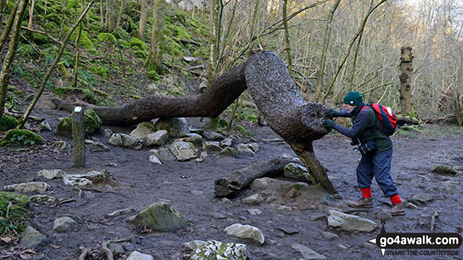 Walk ny184 Kingsdale, Beezley Falls and Snow Falls from Ingleton - The Money Tree on The Ingleton Waterfalls Trail