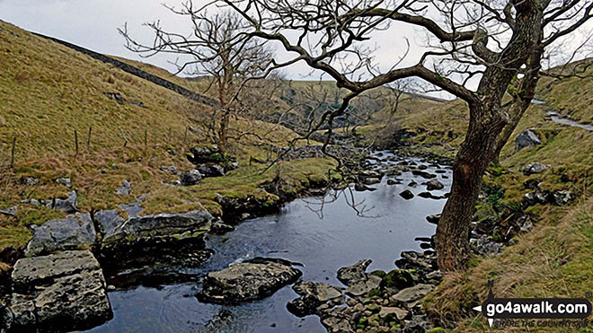 Walk ny154 Ingleborough and the Ingleton Waterfalls from Ingleton - An Old Gnarled Tree on The Ingleton Waterfalls Trail