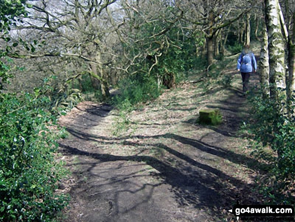 Woodland near Hinchliffe Mill, Holmfirth