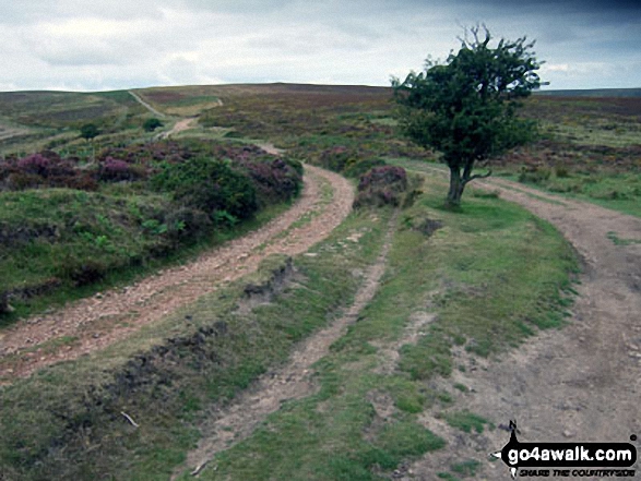 Walk so109 Black Hill (Quantocks) and Hurley Beacon from Holford - Halsway Soggs