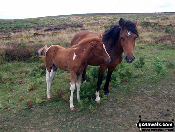 Walk so109 Black Hill (Quantocks) and Hurley Beacon from Holford - Wild Ponies near Halsway Post