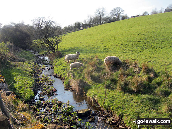 Walk s201 Grindon Moor, Grindon and Weag's Bridge from Butterton - Hoo Brook near Butterton