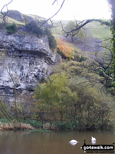 Two Swans in Water-cum-Jolly Dale