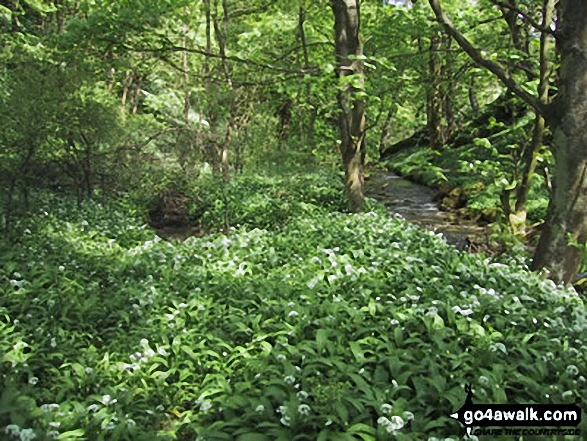 Walk ny122 Gordale Scar and Malham Cove via Shorkley Hill from Malham - Woodland near Malham