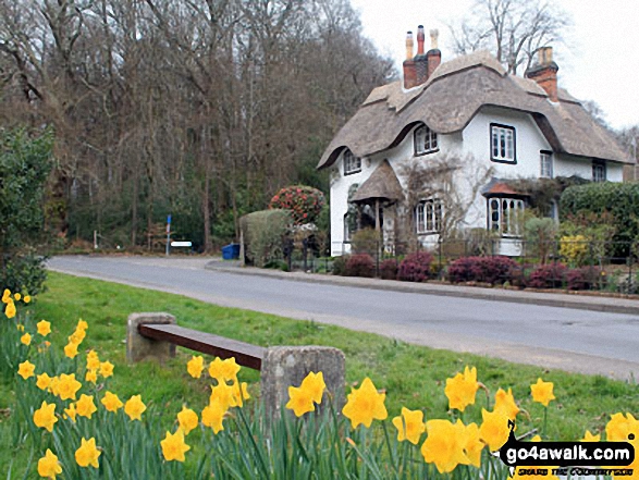 Daffodils and a Thatched Cottage at Swan Green, Lyndhurst