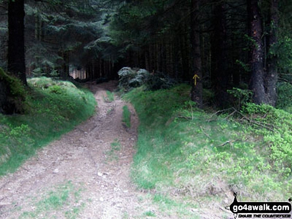 Woodland near Cross Dyke, Radnor Forest