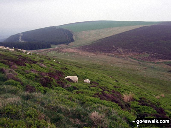 Walk Route Map po103 Bache Hill, Black Mixen and Great Rhos from New Radnor