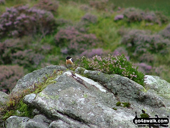 Walk gw219 Llyn y Cwn from Ogwen Cottage, Llyn Ogwen - Stonechat at Llyn Idwal Nature Reserve