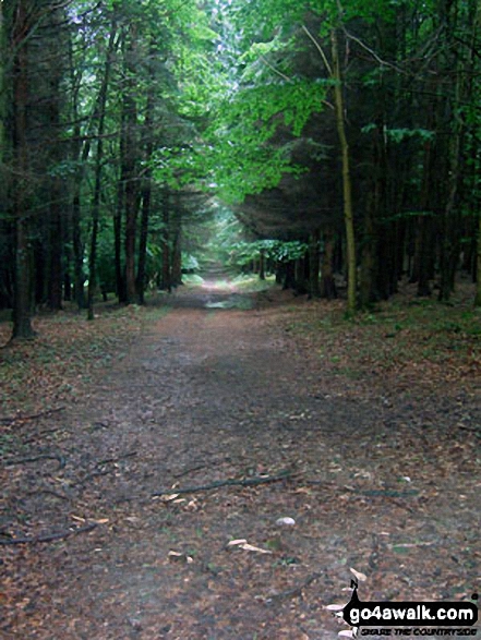 Eartham Woods