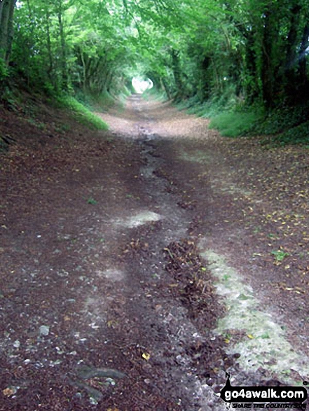 Stane Street (Roman Road) north east of Halnaker