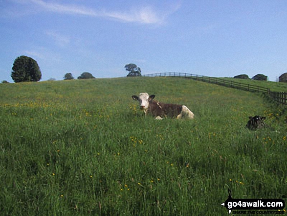 Cow in a field near Hetton