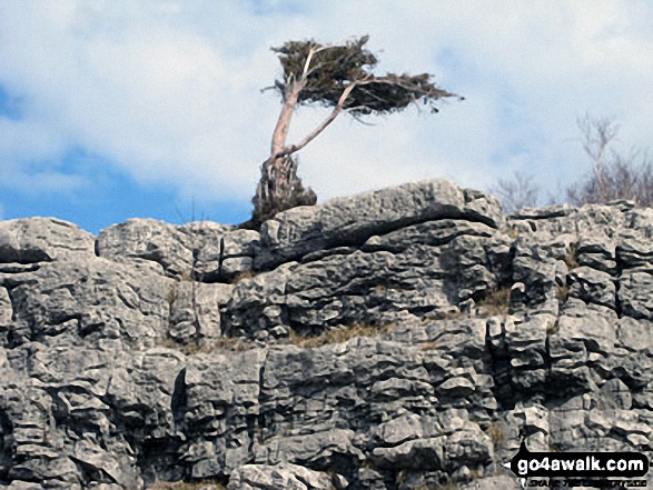 Limestone Edge on Whitbarrow Scar