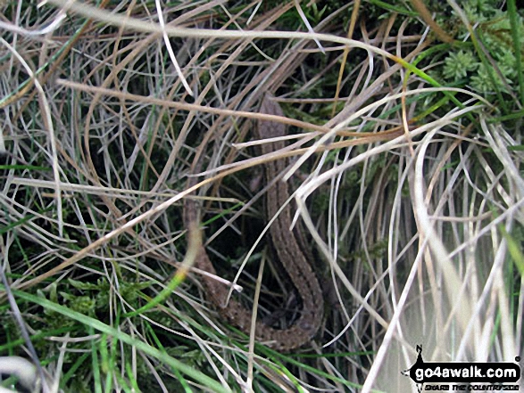 A lizard in the grass on the way down from Birks Fell