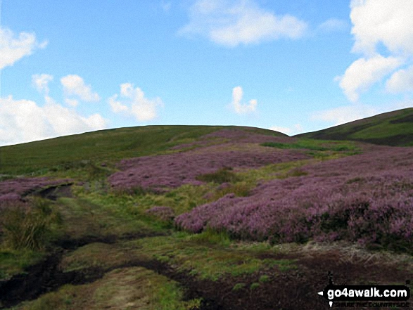 Walk n111 The Cheviot and Cold Law from Harthope Burn Valley - Heather on The Cheviot