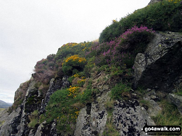 Walk c462 The Devoke Water Fells from Birker Fell - Wild flowers on the scramble up Seat How (Birker Fell)