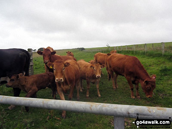 Cows blocking the way on St. John's Hill / Caermote Hill