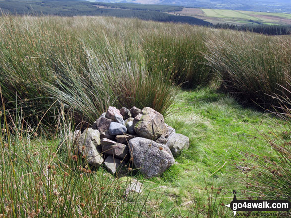 Walk c311 Ponsonby Fell from Gosforth - Ponsonby Fell summit cairn almost hidden in long grass