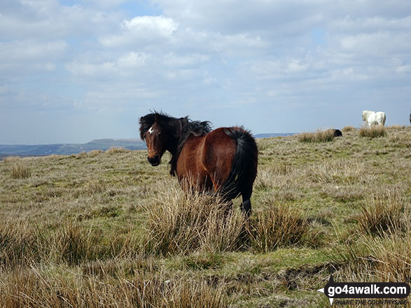 Wild Ponies on the way from Freeholds Top to Middle Hill (Whitworth)