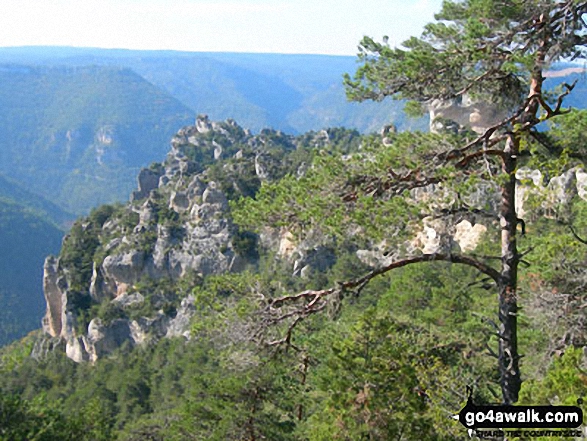 Rock outcrops and pine forest near the junction of Gorge du Tarn and Gorge de la Jonte