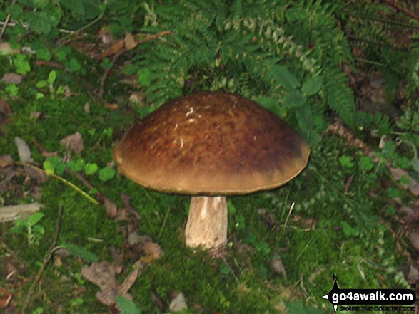 Toadstool in woods on the Ravenscar Estate