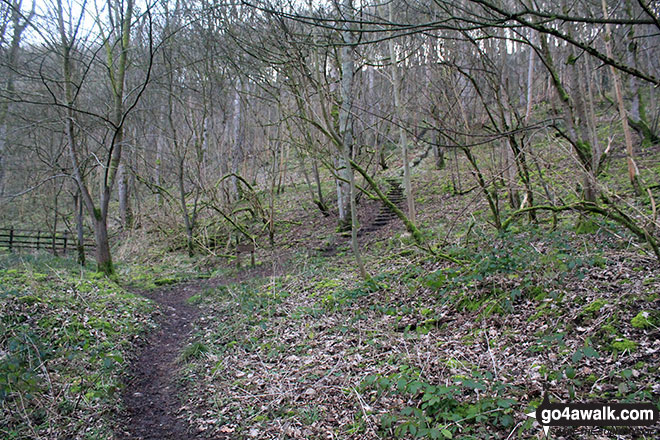 Walk d206 Monsal Dale and Ashford in the Water from Bakewell - Great Shackleton Wood